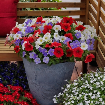 Combination Planter 'Anthem™ Mix' 