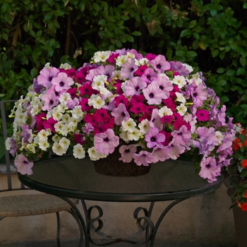 Combination Planter Seedsations™ 'Amethyst™ Mix'