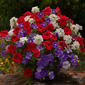 Combination Planter 'America's™ Mix' 