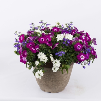 Combination Planter Kwik Kombos™ 'World's Fair™ Mix'