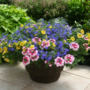 Combination Planter 'Welcome Back Spring™ Mix' 