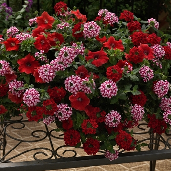 Combination Planter Kwik Kombos™ 'The Red Carpet™ Mix'