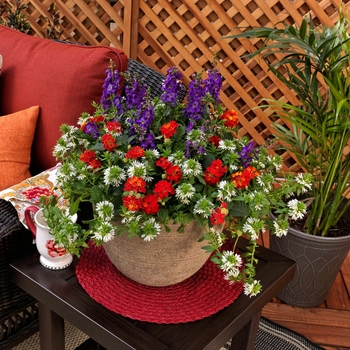 Combination Planter 'Summer to Remember™ Mix' 