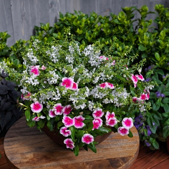 Combination Planter Kwik Kombos™ 'Summer Romance™ Mix'