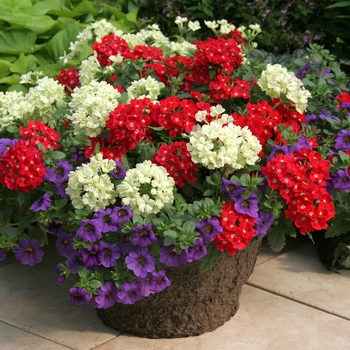 Combination Planter Kwik Kombos™ 'Spring Picnic™ Mix'