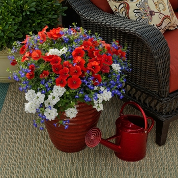 Combination Planter 'Spring Decorations™ Mix' 