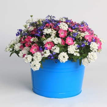 Combination Planter Kwik Kombos™ 'Spring Breeze™ Mix'