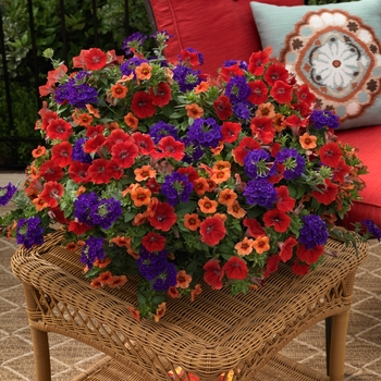 Combination Planter Kwik Kombos™ 'Southwestern Summer™ Mix'