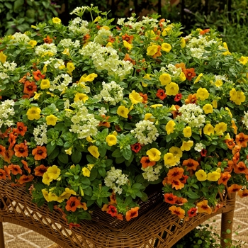 Combination Planter 'Sour Patch™ Mix' 