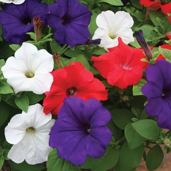 Combination Planter 'Sanguna® Salute™ Mix' 