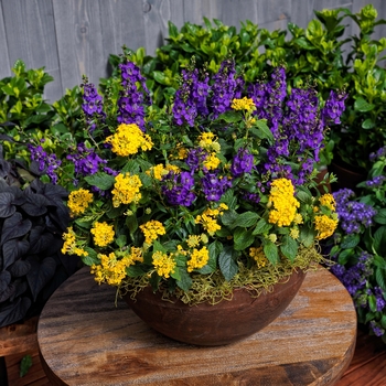 Combination Planter 'Shooting Star™ Mix' 