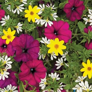 Combination Planter Kwik Kombos™ 'Royal Gold™ Mix'