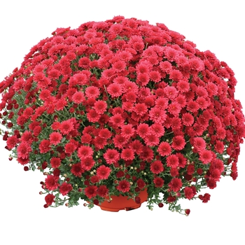 Chrysanthemum x morifolium 'Christina™ Red' 