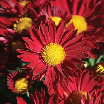 Chrysanthemum x morifolium 'Edana™ Red' 