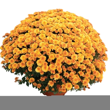 Chrysanthemum x morifolium 'Yvette™ Orange Bicolor' 