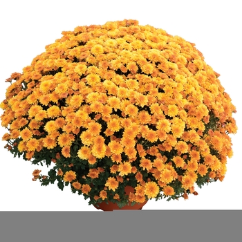 Chrysanthemum x morifolium 'Yvette™ Orange Bicolor'