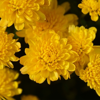 Chrysanthemum x morifolium 'Rhonda™ Yellow' 