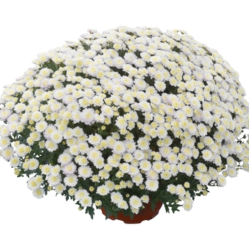 Chrysanthemum x morifolium 'Rhonda™ White' 