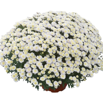 Chrysanthemum x morifolium 'Rhonda™ White'