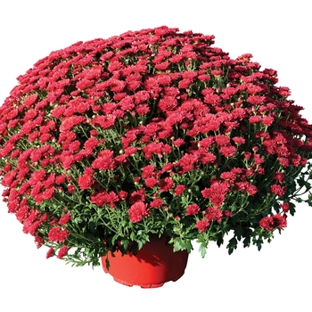 Chrysanthemum x morifolium 'Rhonda™ Red' 