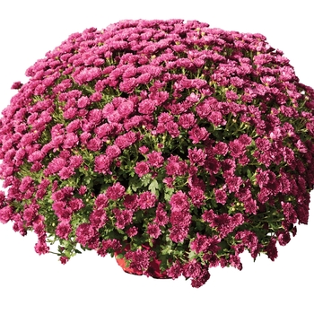 Chrysanthemum x morifolium 'Rhonda™ Purple' 