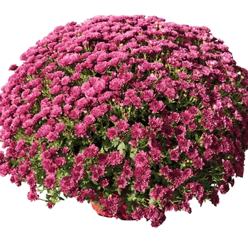 Chrysanthemum x morifolium 'Rhonda™ Purple'