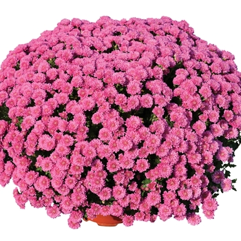 Chrysanthemum x morifolium 'Rhonda™ Pink' 