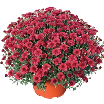 Chrysanthemum x morifolium 'Patty™ Pomegranate' 