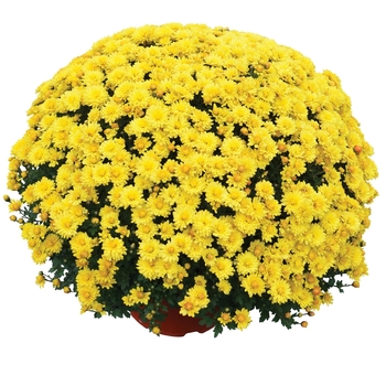 Chrysanthemum x morifolium 'Nikki™ Yellow' 