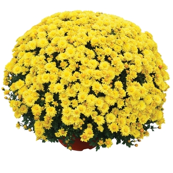 Chrysanthemum x morifolium 'Nikki™ Yellow'