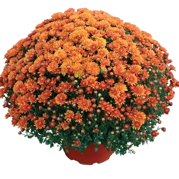 Chrysanthemum x morifolium 'Nikki™ Orange' 