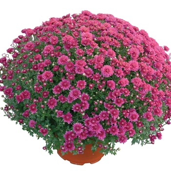 Chrysanthemum x morifolium 'Nikki™ Dark Pink' 
