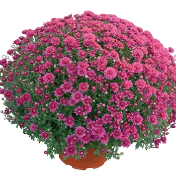 Chrysanthemum x morifolium 'Nikki™ Dark Pink'