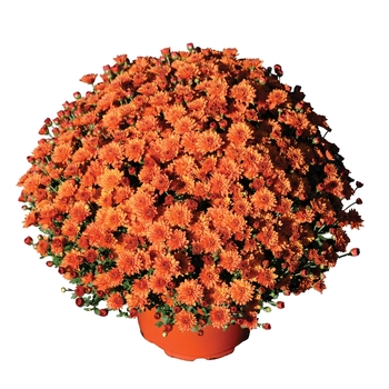 Chrysanthemum x morifolium 'Keeley™ Orange'