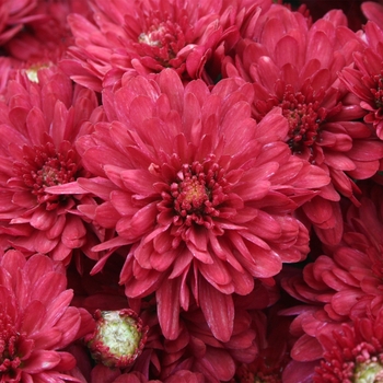 Chrysanthemum x morifolium 'Wanda™ Red' 