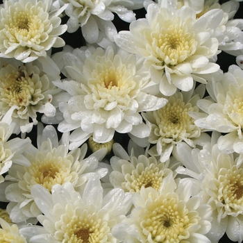 Chrysanthemum x morifolium 'Makenzie™ White' 