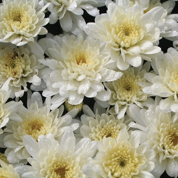 Chrysanthemum x morifolium 'Makenzie™ White'