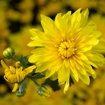Chrysanthemum x morifolium 'Makayla™ Yellow' 