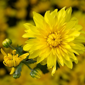 Chrysanthemum x morifolium 'Makayla™ Yellow'