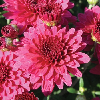 Chrysanthemum x morifolium 'Patty™ Purple'