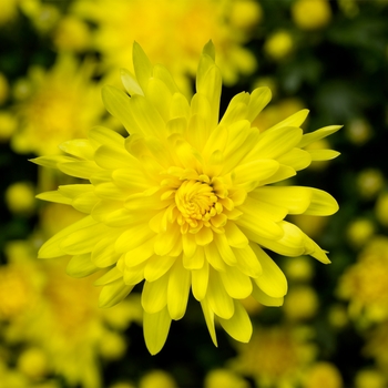 Chrysanthemum x morifolium 'Stephany™ Yellow'