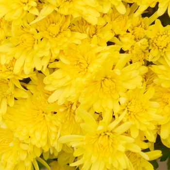 Chrysanthemum x morifolium 'Stephany™ Bronze' 