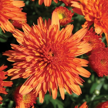 Chrysanthemum x morifolium 'Makenna™ Orange' 