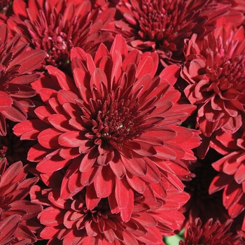 Chrysanthemum x morifolium 'Kathleen™ Dark Red'