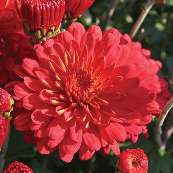 Chrysanthemum x morifolium 'Hestia™ Hot Red' 