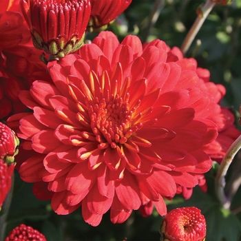 Chrysanthemum x morifolium 'Hestia™ Hot Red'