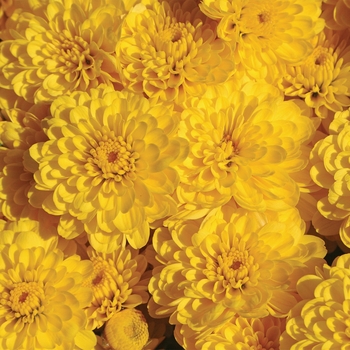 Chrysanthemum grandiflorum 'Gigi™ Yellow' 