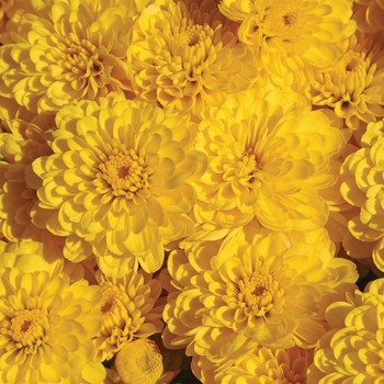 Chrysanthemum grandiflorum 'Gigi™ Yellow'