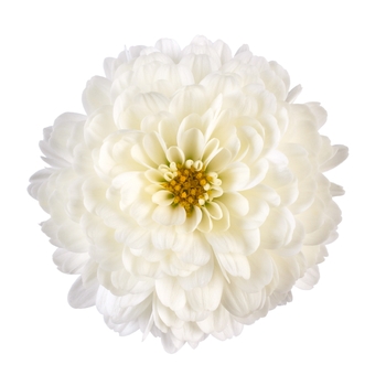 Chrysanthemum grandiflorum 'Gigi™ Snow' 
