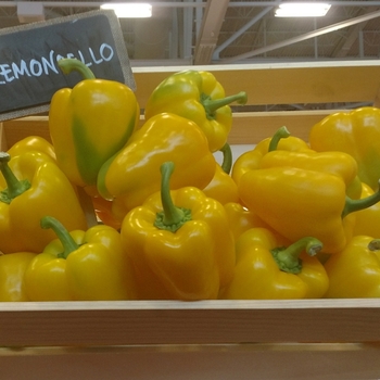 Capsicum annuum 'Lemoncello' 